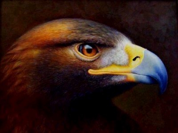 Eagle Steinadler oil painting original Gemälde gerahmt in gold